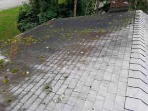 Pressure Washing Randolph NJ, Pressure Washing Pequannock NJ, Pressure Washing Cedar Grove NJ, Pressure Washing Morris Plains NJ, Pressure Washing Chatham NJ, Pressure Washing Denville NJ, Pressure Washing Ramsey NJ, Pressure Washing Glen Rock NJ, Pressure Washing Ridgewood NJ, Pressure Washing Morristown NJ, Pressure Washing Montville NJ, Pressure Washing Upper Saddle River NJ, Pressure Washing Hanover NJ, Pressure Washing East Hanover NJ, Pressure Washing Florham Park NJ, Pressure Washing Caldwell NJ, Pressure Washing Fairfield NJ, Pressure Washing Fairlawn NJ, Pressure Washing Warren NJ, Pressure Washing Milford NJ, Power Washing Randolph NJ, Power Washing Pequannock NJ, Power Washing Cedar Grove NJ, Power Washing Morris Plains NJ, Power Washing Chatham NJ, Power Washing Denville NJ, Power Washing Ramsey NJ, Power Washing Glen Rock NJ, Power Washing Ridgewood NJ, Power Washing Morristown NJ, Power Washing Montville NJ, Power Washing Upper Saddle River NJ, Power Washing Hanover NJ, Power Washing East Hanover NJ, Power Washing Florham Park NJ, Power Washing Caldwell NJ, Power Washing Fairfield NJ, Power Washing Fairlawn NJ, Power Washing Warren NJ, Power Washing Milford NJ, Roof Cleaning Randolph NJ, Roof Cleaning Pequannock NJ, Roof Cleaning Cedar Grove NJ, Roof Cleaning Morris Plains NJ, Roof Cleaning Chatham NJ, Roof Cleaning Denville NJ, Roof Cleaning Ramsey NJ, Roof Cleaning Glen Rock NJ, Roof Cleaning Ridgewood NJ, Roof Cleaning Morristown NJ, Roof Cleaning Montville NJ, Roof Cleaning Upper Saddle River NJ, Roof Cleaning Hanover NJ, Roof Cleaning East Hanover NJ, Roof Cleaning Florham Park NJ, Roof Cleaning Caldwell NJ, Roof Cleaning Fairfield NJ, Roof Cleaning Fairlawn NJ, Roof Cleaning Warren NJ, Roof Cleaning Milford NJ, House Washing Randolph NJ, House Washing Pequannock NJ, House Washing Cedar Grove NJ, House Washing Morris Plains NJ, House Washing Chatham NJ, House Washing Denville NJ, House Washing Ramsey NJ, House Washing Glen Rock NJ, House Washing Ridgewood NJ, House Washing Morristown NJ, House Washing Montville NJ, House Washing Upper Saddle River NJ, House Washing Hanover NJ, House Washing East Hanover NJ, House Washing Florham Park NJ, House Washing Caldwell NJ, House Washing Fairfield NJ, House Washing Fairlawn NJ, House Washing Warren NJ, House Washing Milford NJ